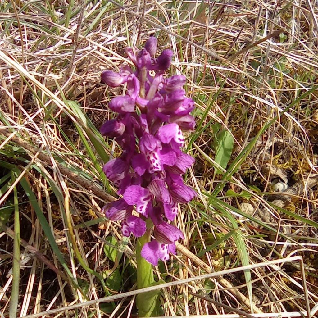 orchidee-Casentino